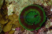 Scolymia cubensis-Bonaire Small wall-19m-20180219-Denis-ADER-DSC_6807_tn